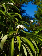 Flowering of the West Indian jasmine (Plumeria alba), white frangipani plant, nosegay tree . Malta