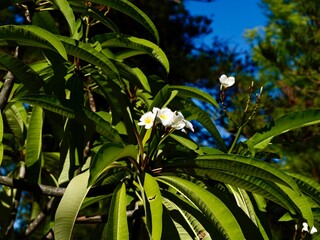 Flowering of the West Indian jasmine (Plumeria alba), white frangipani plant, nosegay tree . Malta