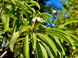 Flowering of the West Indian jasmine (Plumeria alba), white frangipani plant, nosegay tree . Malta