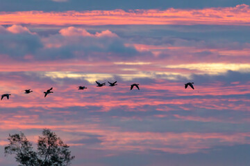 Fliegende Gänse am frühen Morgen am Bodden vor Zingst.