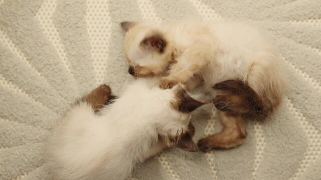Two small siamese cats play on the floor with a feather toy near a tripod. Owner combs a cat resting on a blanket. The kittens scratch because of fleas. Home interior, playful and cozy moment.
