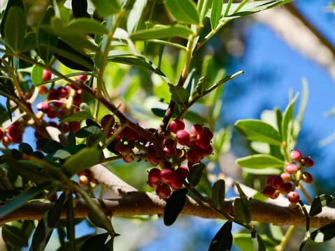 Flowering buds of the terebinth (Pistacia terebinthus), a Mediterranean turpentine tree also known as Cyprus turpentine, turpentine tree, terebinto and cornicabra. Malta