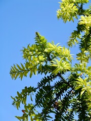 Branches of the bunya pine (Araucaria bidwillii), banya or bunya-bunya. A coniferous tree, which is endemic to Australia. Malta