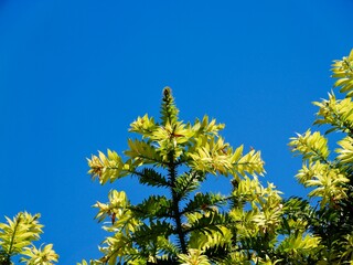 Branches of the bunya pine (Araucaria bidwillii), banya or bunya-bunya. A coniferous tree, which is endemic to Australia. Malta