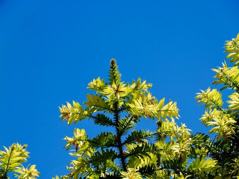 Branches of the bunya pine (Araucaria bidwillii), banya or bunya-bunya. A coniferous tree, which is endemic to Australia. Malta