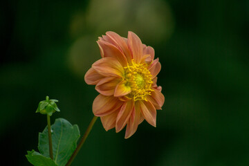 Wild snakes among tropical flowers, showcasing the natural beauty and balance between wild flora and fauna.