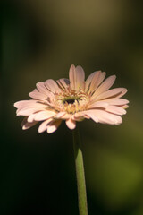 Wild snakes among tropical flowers, showcasing the natural beauty and balance between wild flora and fauna.