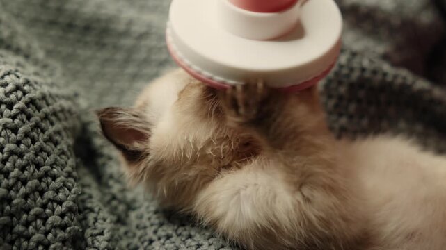 Two small siamese cats play on the floor with a feather toy near a tripod. Owner combs a cat resting on a blanket. The kittens scratch because of fleas. Home interior, playful and cozy moment.