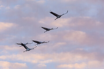 Fliegende Kraniche am frühen Morgen zum Sonnenaufgang am Bodden vor Zingst.