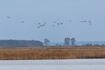 Abendliche Anflug der Kraniche zum Schlafplatz auf die Insel Kirr, direkt vor Zingst.