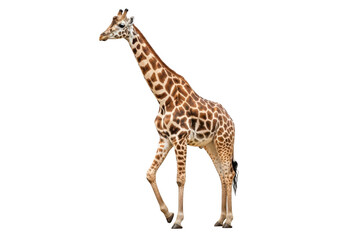 Naklejka premium A tall giraffe walking with its head turned to the side isolated on transparent background