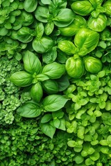 A dense arrangement of lush green basil and mint leaves creates a vibrant natural backdrop.