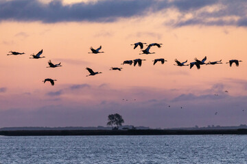 Vor Sonnenaufgag fliegende Kraniche am Bodden vor Zingst.