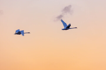 Zwei im Morgenlicht fliegende Schwäne.