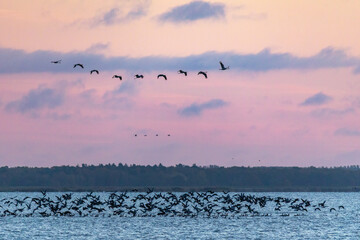Vor Sonnenaufgag fliegende Kraniche und Gänse am Bodden vor Zingst.