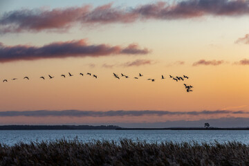 Zum Sonnenaufgag fliegende Kraniche am Bodden vor Zingst.