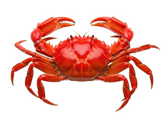 Bright orange crab isolated on transparent background