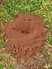 Large Ant Hill in Green Grass