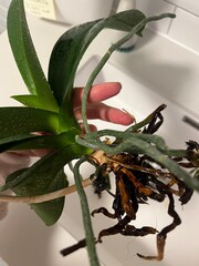 Unhealthy Orchid Plant Roots and Leaves Close-up