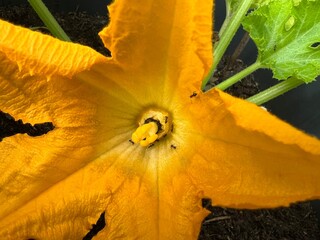 Squash Blossom with Pollinating Ants