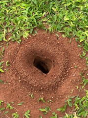 Large Ant Hill in Green Grass