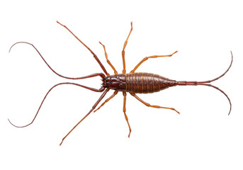 Isolated close-up view of a earwig, a brown insect with distinctive pincers on its abdomen