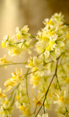 黄色のトゥインクルの花のアップ
