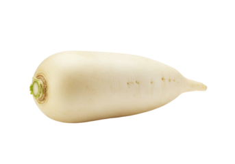Isolated Daikon radish root vegetable long white, ingredient for healthy vegetarian food diet