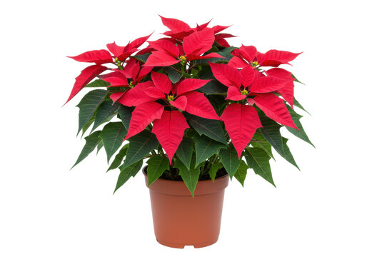 Isolated Christmas Poinsettia in Pot, Holiday Seasonal Blooming Plant, Festive Decor - Powered by Adobe