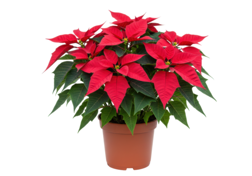 Isolated Christmas Poinsettia in Pot, Holiday Seasonal Blooming Plant, Festive Decor
