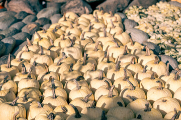 Obraz premium collage of autumn pumpkins