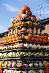 pile of pumpkins in a field