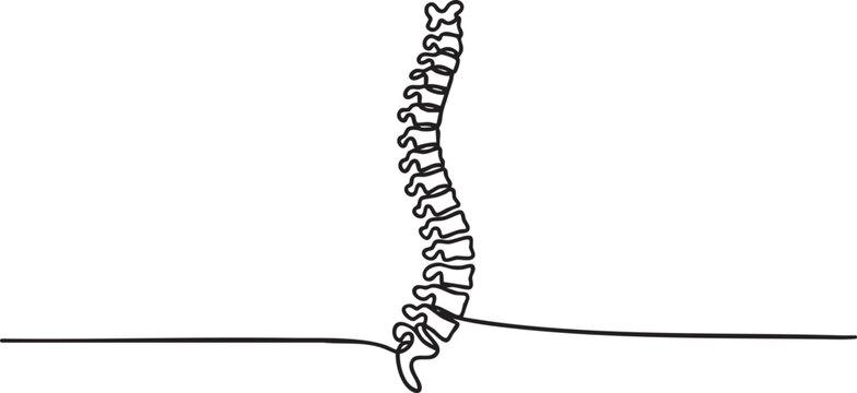 Continuous one line drawing of human spine, minimalist anatomy vector illustration