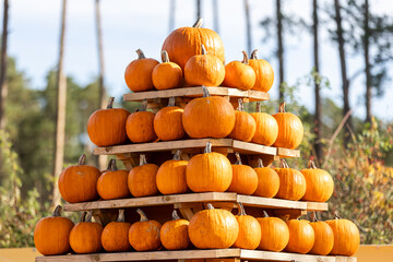 pile of pumpkins on a farm