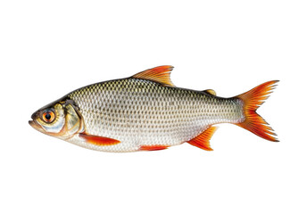 A single roach fish isolated on transparent background