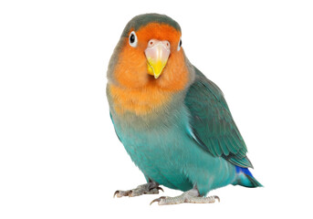 Isolated lovebird portrait beautiful adorable bird close-up vibrant plumage affection avian