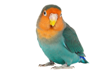 Isolated lovebird portrait beautiful adorable bird close-up vibrant plumage affection avian
