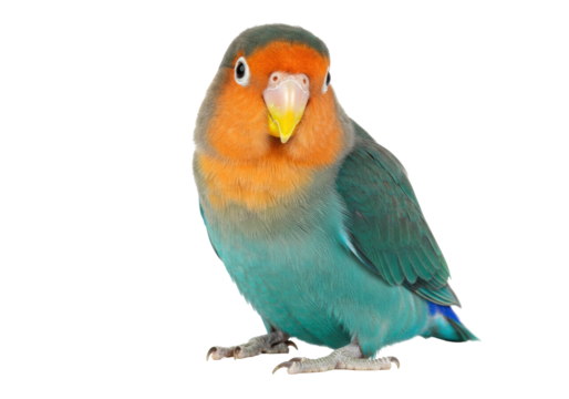 Isolated lovebird portrait beautiful adorable bird close-up vibrant plumage affection avian