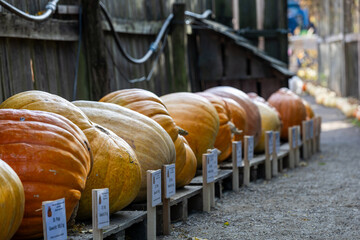 K&uuml;rbisfest in Kaldow &ndash; kreative Herbstdekorationen und K&uuml;rbiskunst
