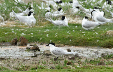 Sterne caugek,Thalasseus sandvicensis, Sandwich Tern, nid, colonie