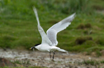 Obraz premium Sterne caugek, Thalasseus sandvicensis, Sandwich Tern, nid, colonie