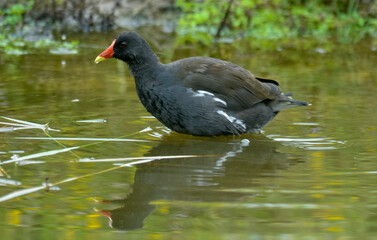 Gallinule poule d'eau,
Gallinula chloropus, Common Moorhen