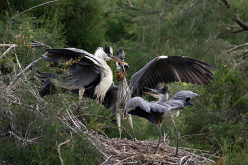 grey heron and chicks