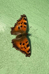 The scarce tortoiseshel (Nymphalis xanthomelas) butterfly on a wall