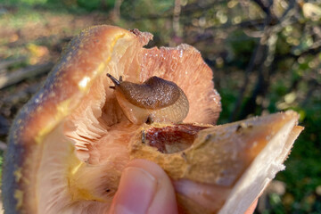 Gastropod snail is sitting on mushroom
