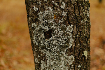 Fototapeta premium Tree trunk covered with moss and lichen in the forest