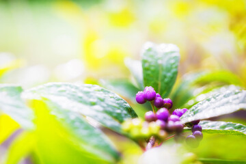 朝日を受けて輝くコムラサキ
