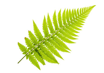 Isolated Fern Frond Sprig Branch with Leaflets Botany and Nature for Design Element Artwork