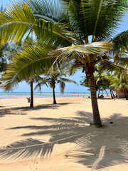 coconut palm trees on a tropical beach with white sand and blue ocean