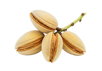 Isolated almond nuts on a branch, shelled, fresh nuts in shells, edible almonds growing